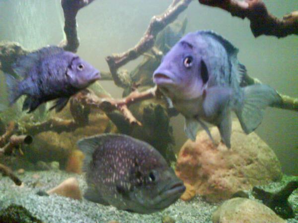 Ptychochromis mangarahara (f/m)
Paratilapia andapa (m)