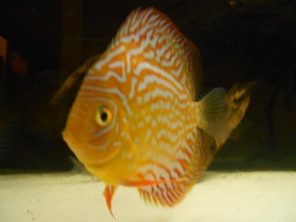 DSCN2666