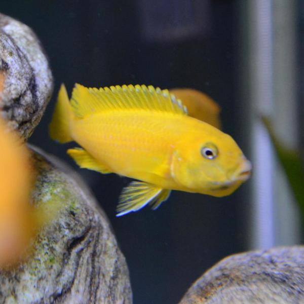 female Pseudotropheus Saulosi
(Taiwan reef)