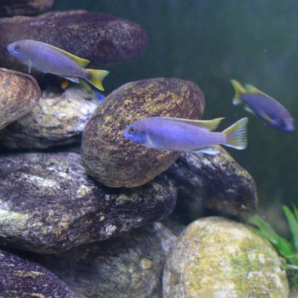 Pseudotropheus Acei msuli
Male in the center
Fems in the left/right