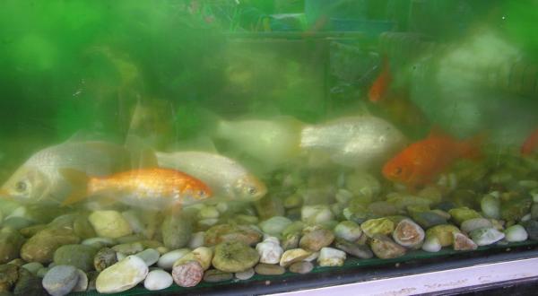 Fish2