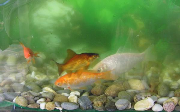 Fish3