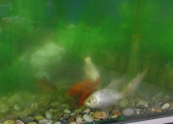 Fish5