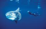 mola mola ocean sunfish 1600x1004