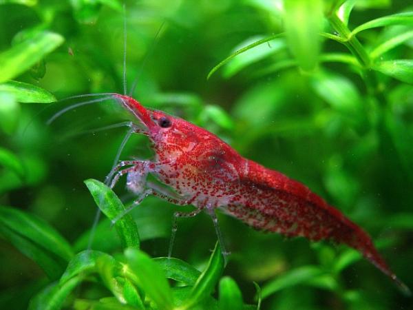cherry shrimp