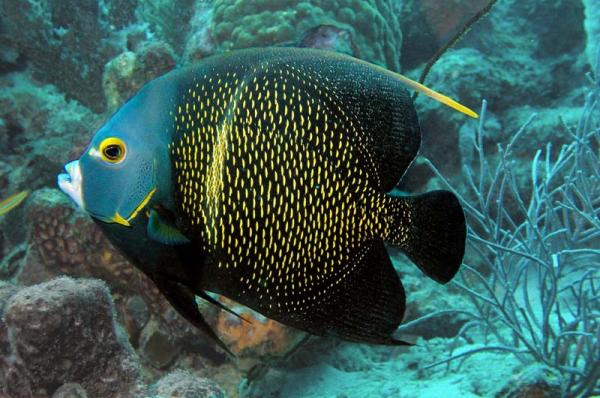 intermediate french angelfish