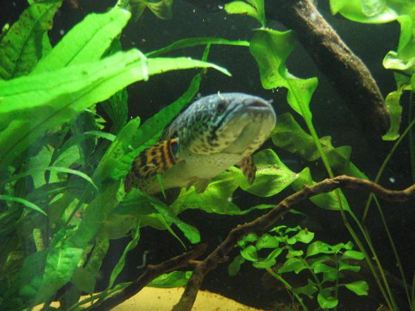 Channa aurantimaculata male 29cm