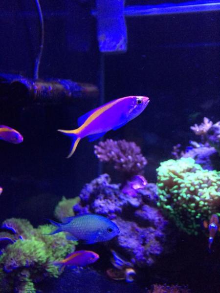 anthias tuka