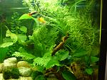           2   (1 Selaginella Wildenowii (Malayan Aqua Fern)    Anubia. 26 ....