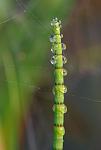 Equisetum fluviatile Luc Viatour