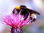 Bombus (Psithyrus) bohemicus